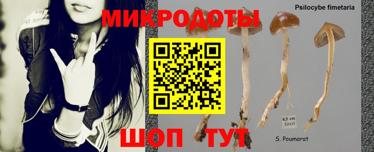 Славгород  Галлюциногенные грибы Psilocybine cubensis  Вход с VPN 